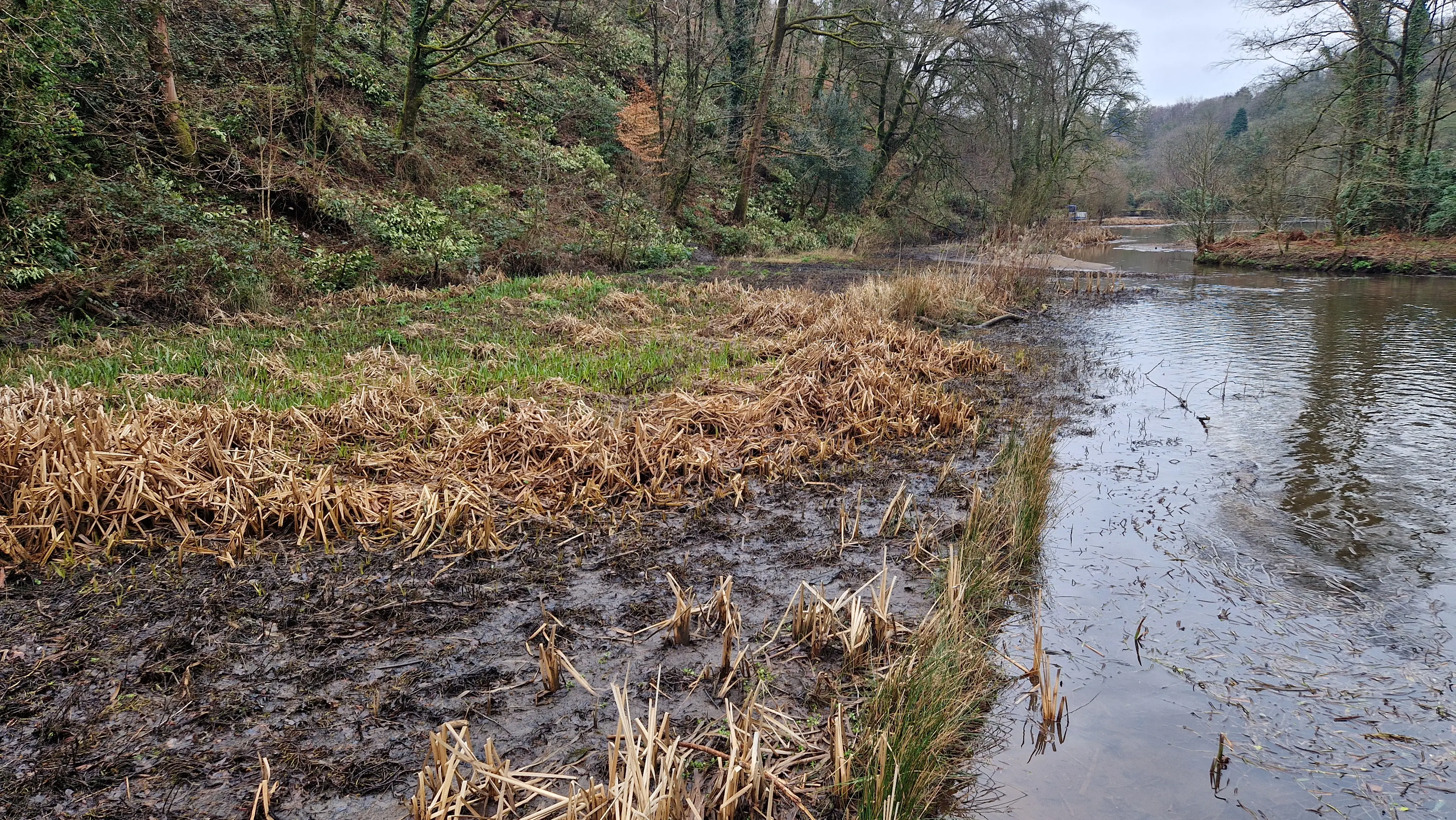 Before photo of a heavily congested river channel