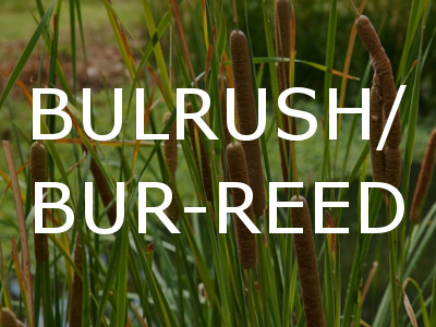 Bulrush and Burreed