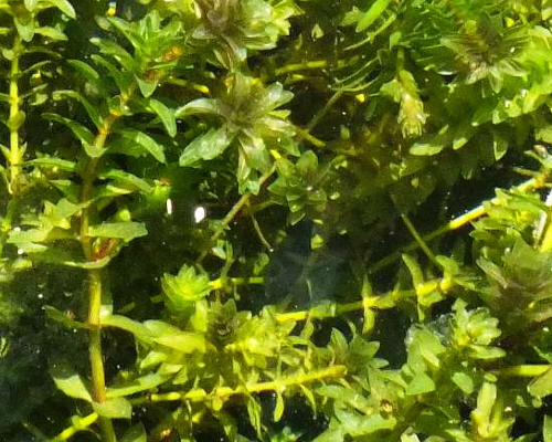 Canadian Pond Weed