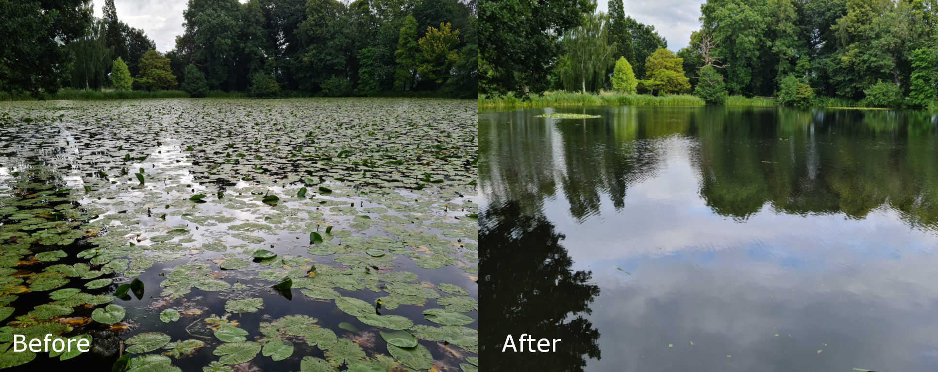 Water Lily Before and After